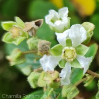 <i>Rubus ellipticus</i>  Sm.